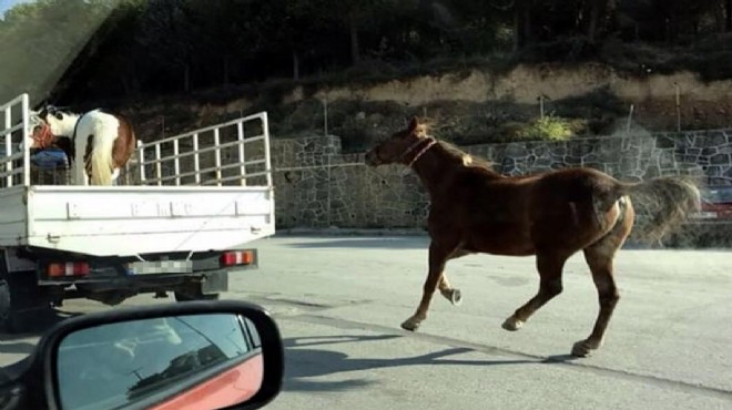 İzmir'in göbeğinde korkunç görüntü: İşkence kamyoneti!