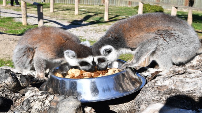 İzmir in lemurların incirin hastası!