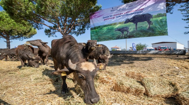 İzmir in yeni umut sürüsü çığ gibi!