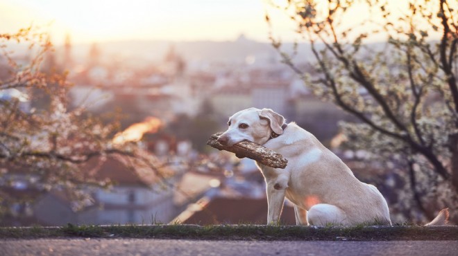 İzmir listede birinci: Kentte kaç sokak köpeği var?