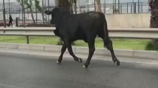 Limandan kaçan dana İzmir trafiğini birbirine kattı!