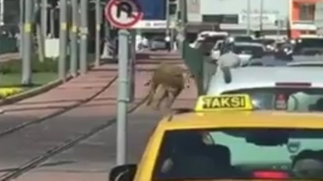 İzmir trafiğinde rodeo!