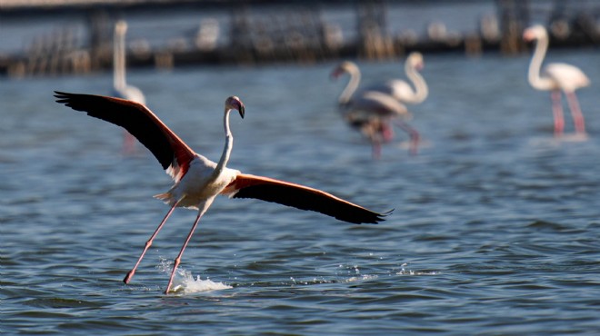 İzmir’de 13 bin flamingo hayata merhaba dedi