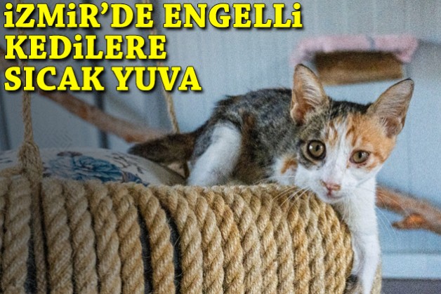 İzmir’de engelli kedilere sıcak yuva