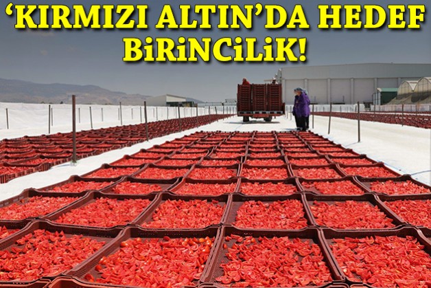İzmir’de 'kırmızı altın' mesaisi: Hedef birincilik!