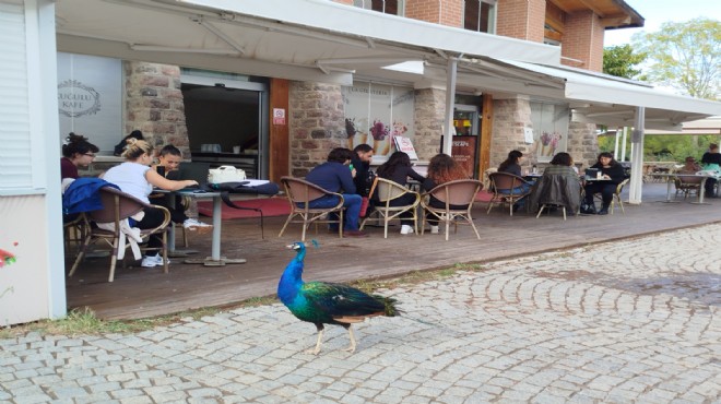 İzmir’de tasarım ve doğa buluştu