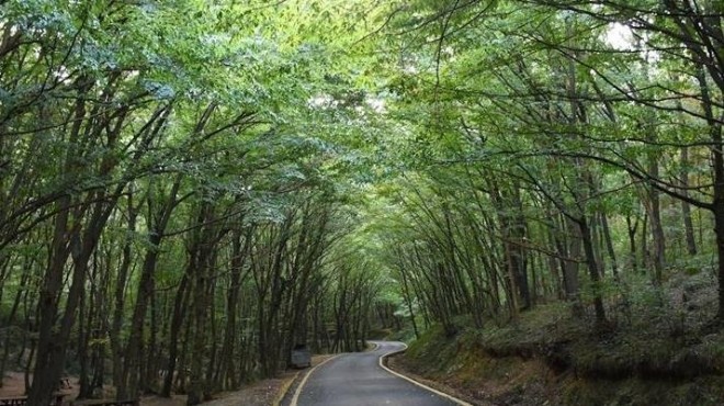 İzmir’in ormanları yapılaşmaya açıldı!