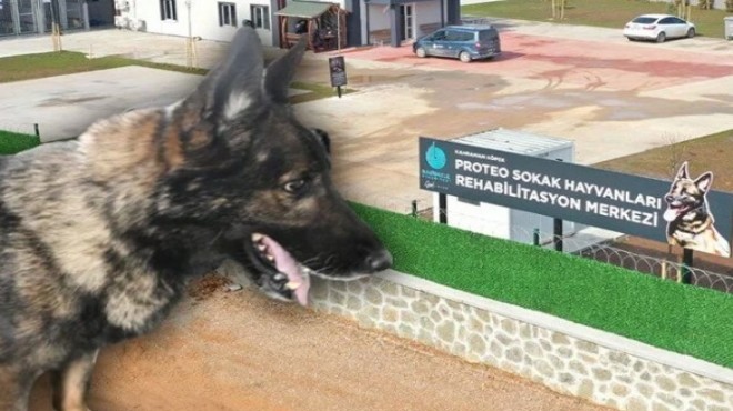Kahraman köpek 'Proteo'nun adı o merkezde yaşayacak!