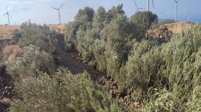 Karaburun da ağaç katliamı, Başkan dan isyan!