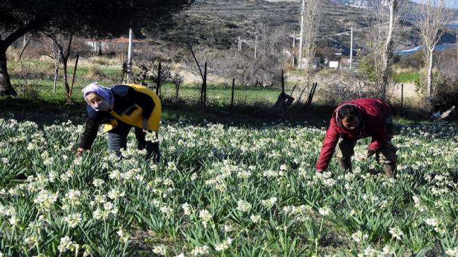 Karaburun da son nergis hasadı!