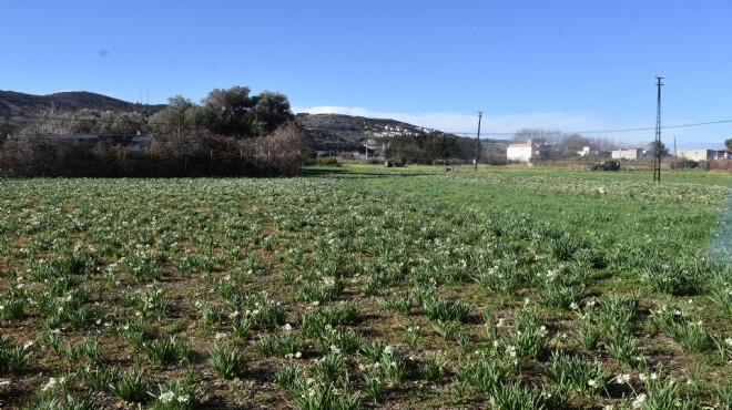 Karaburun'dan Türkiye'nin dört bir yanına gidiyor!