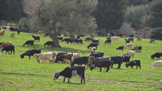 Karaburun'un simgesi RES kurbanı!