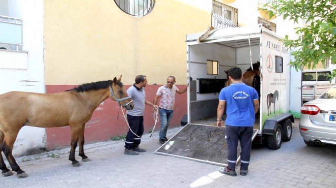 Karşıyaka'da 'başıboş at' operasyonu!