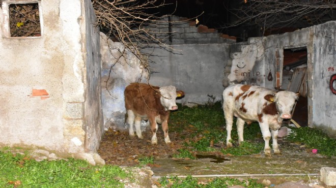 Karşıyaka'da gece yarısı dana alarmı