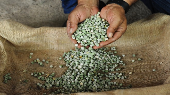 Karşıyaka da yerel tohumlar toprakla buluşuyor