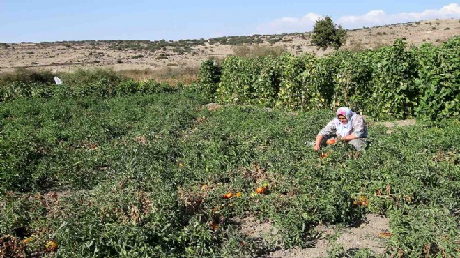Karşıyaka'da tarımsal kalkınma harekatı