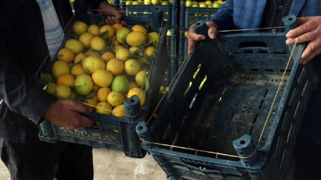 Kasanın fiyatı limonu da geçti!