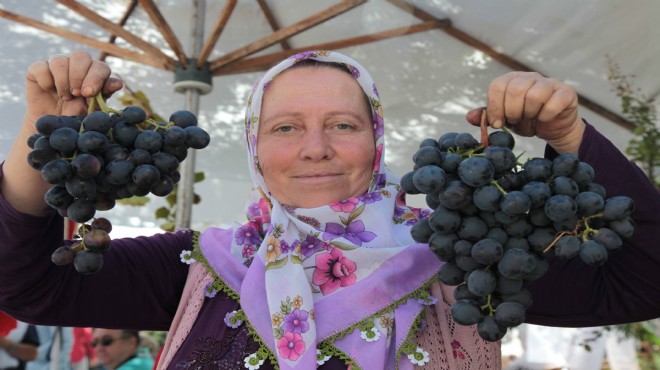 Kavacık ta büyük üzüm şöleni yola çıktı