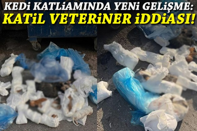 Kedi katliamında yeni gelişme: 'Katil veteriner' iddiası!