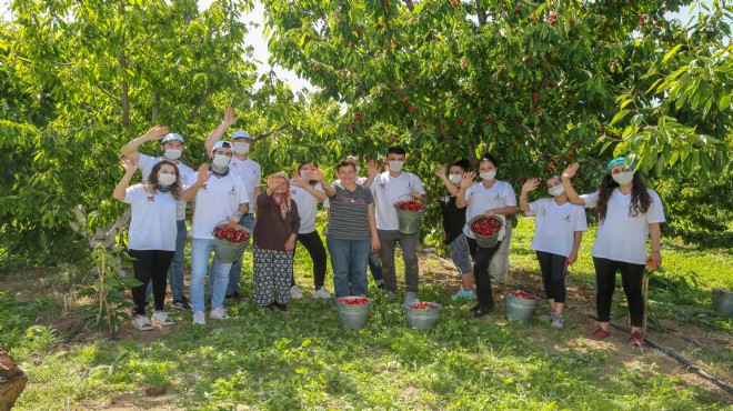 Kemalpaşa'da 'gönül'den hasat devam ediyor