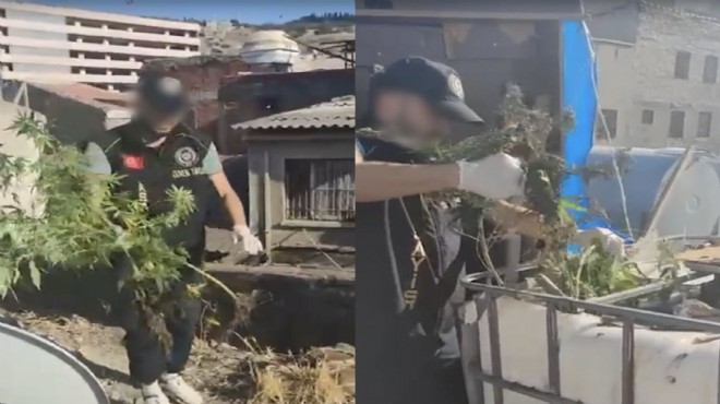 Kemeraltı’nda narkotik baskını: İş yerinde kenevir yetiştirmişler!