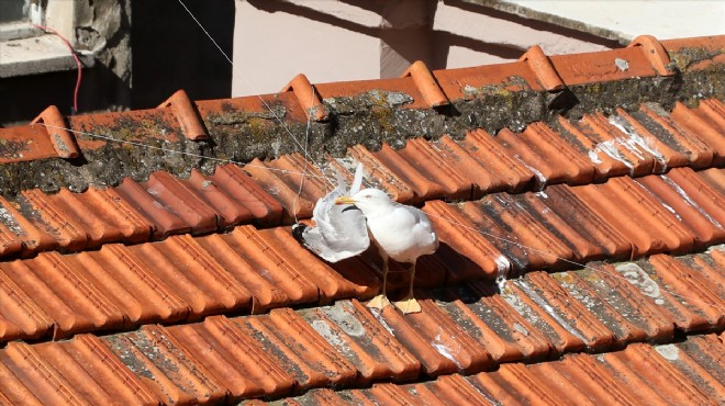 Kilise çatısında ipe dolanan martıyı itfaiye kurtardı