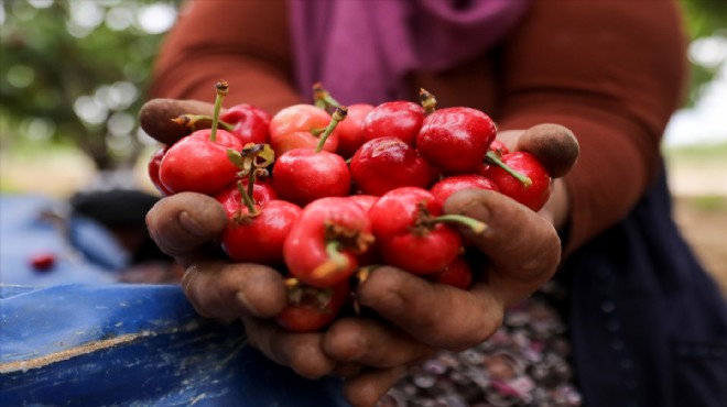 Kirazda yeni sezon rekor ihracat hedefiyle başladı