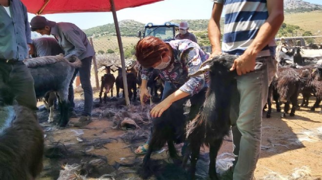 Karaburun da kırkım şölenine geri sayım!