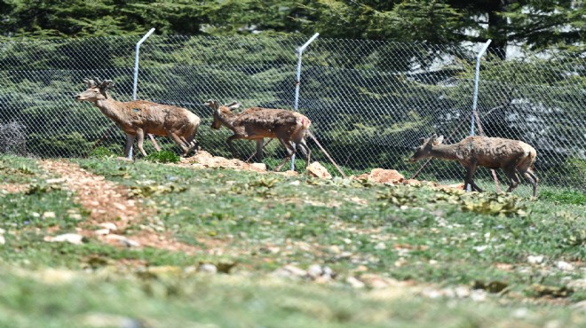 Kızıl geyiklerin yeni yuvası Spil Dağı