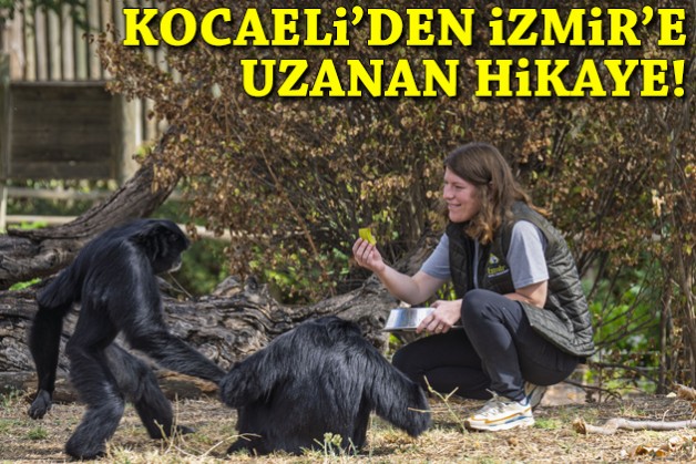 Kocaeli'den İzmir'e uzanan hikaye!