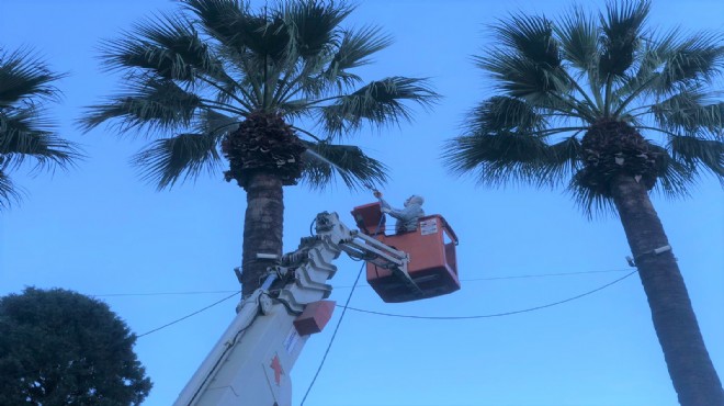 Konak'ta palmiyelere enjeksiyonlu koruma