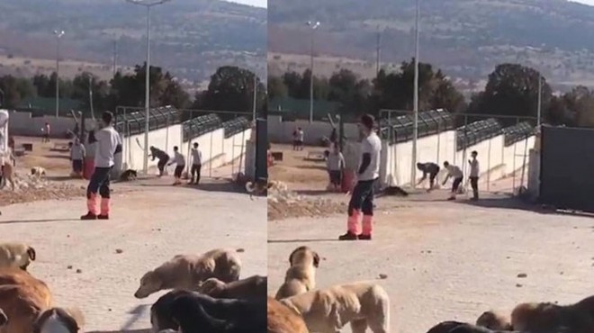 Konya'daki köpek katliamında yeni gelişme!