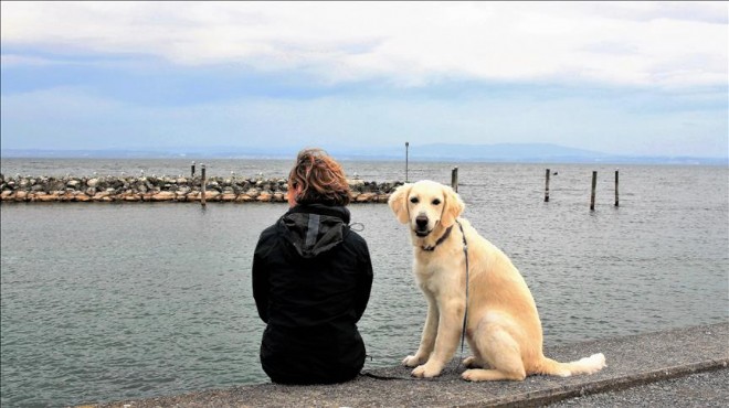 Köpeğin apartmandan tahliyesi Yargıtay dan döndü!