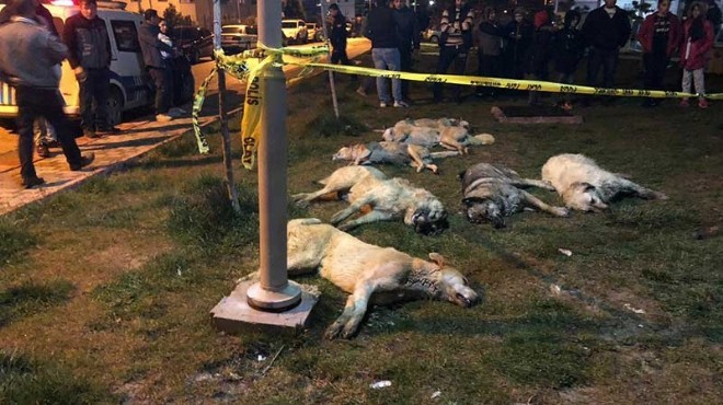 Köpek katliamıyla ilgili yeni gelişme