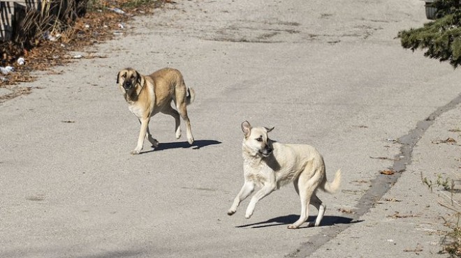 Köpeklerden çocuklara bir saldırı daha