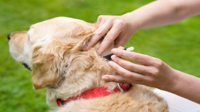 Köpeklerden bulaşan parazitlere dikkat!