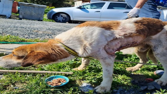 Köpekten çıkan tümörün büyüklüğü şaşırttı