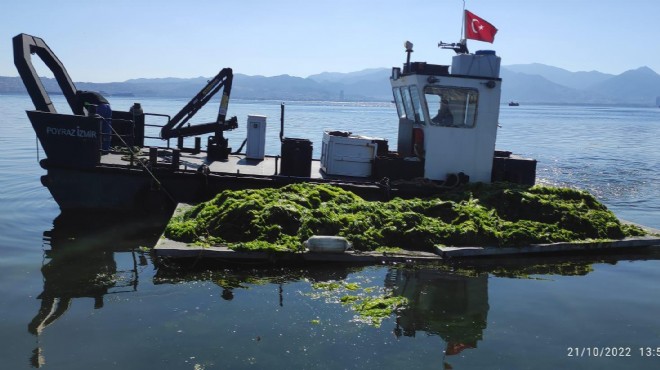 Körfez'de marul temizliği harekatı!