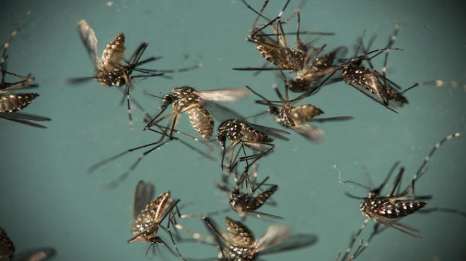 Korkulan oldu: Zika Virüsü Türkiye'de!