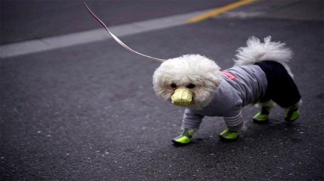 Korona virüs nedeniyle ilk köpek ölümü!