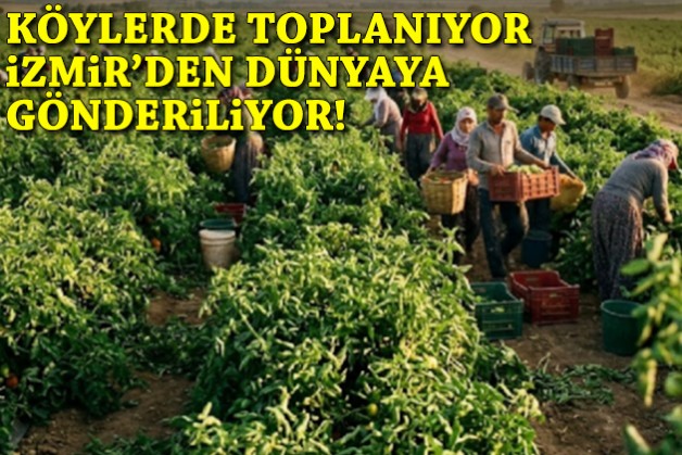 Köylerde toplanıyor, İzmir’den dünyaya gönderiliyor: Dev hasat başladı