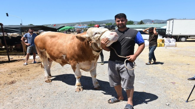 Kurban pazarının en büyüğü  Toros Kaplanı  67 bin liraya satıldı