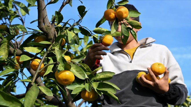 Mandalina cenneti İzmir de rekolte sevinci!