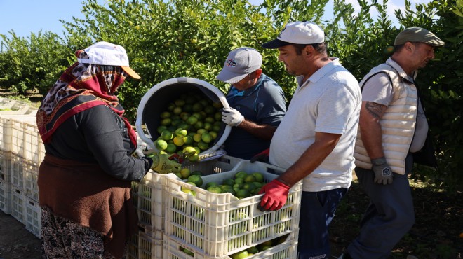 Mandalina ihracatında rekor artış