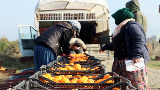 Mandalina üreticisi sezonu mutlu uğurluyor