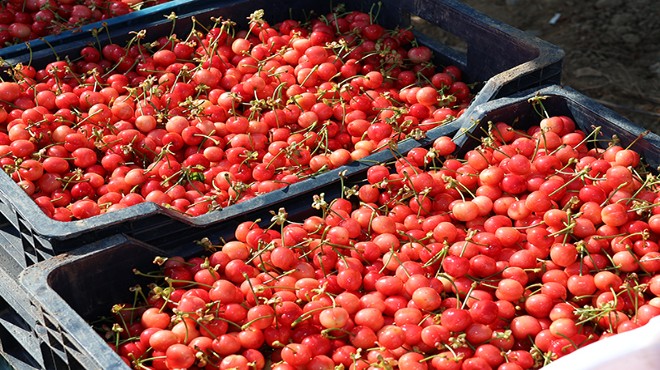 Manisa'da sezonun ilk kirazı 800 TL'den satıldı