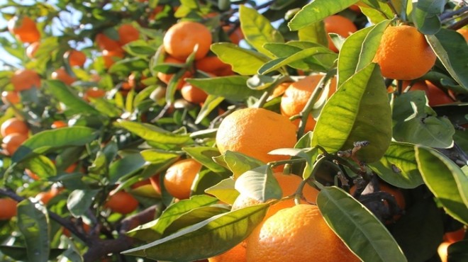 Menderes te mandalina festivali zamanı