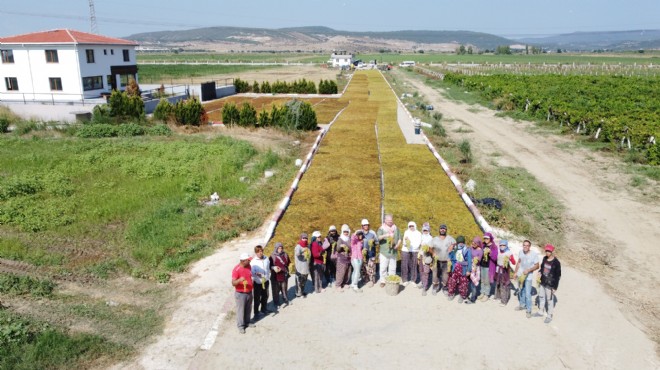 Menemen bağlarında hasat zamanı: Pehlivan da katıldı