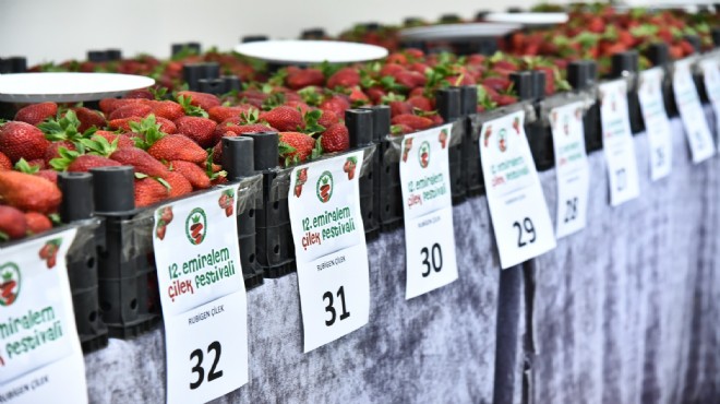 Menemen de  çilek tadında festival  için geri sayım!