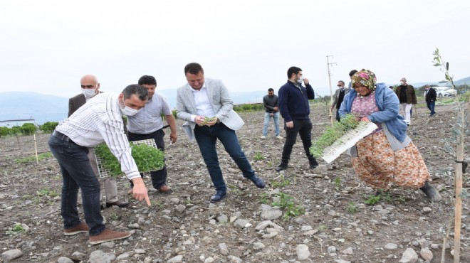 Menemen'de tıbbı bitki üretimi yola çıktı